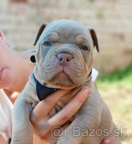 Štěňátka American Bully Pocket Exotic Top Krevní linie - 3