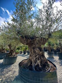 Olivovník európsky (Olea europaea) - 3