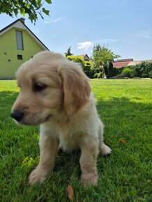 Zlaty retriever - 3