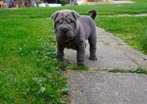 šarpej sharpei - 3