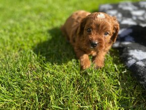 Cavapoo - 3