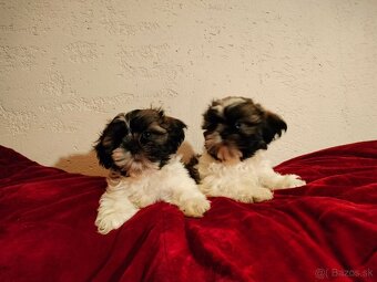 Shih-tzu, Shi - tzu - 4