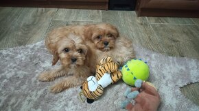 Cavapoo, cavapo (mama cavapoo, otec pudel) - 4