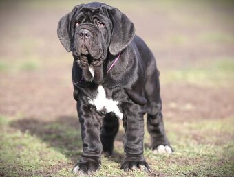 Neapolský mastiff, Mastino napoletano, Neapolitan mastiff - 4