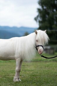 Minihorse pripúštanie - 4