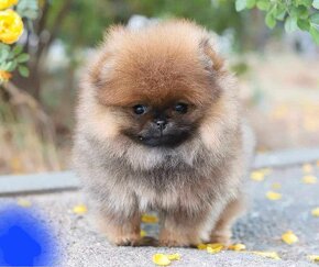 Pomeranian mini Boo - 4