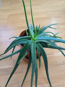 Predam Aloe vera - 4