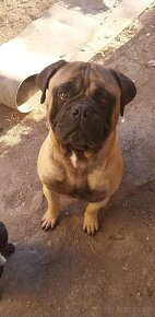 Napredaj bullmastiff - 4