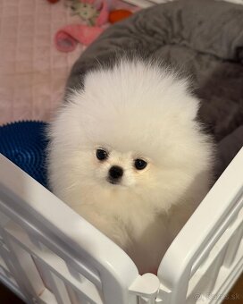 Mini Pomeranian Šteniatko - 4