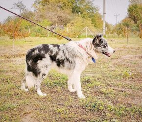 Border Collie suka - súrne - 4