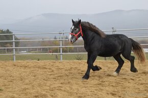 Predám valacha - Percheron - 4