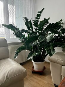 zamioculcas s črepníkom, izbová rastlina - 4