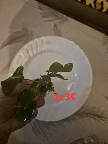 Anubias nana gold - 4