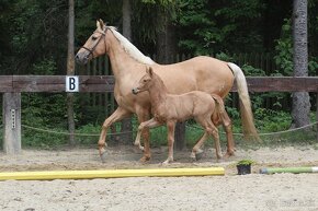 Nádherná palomino kobyla od nádherného Opoque - 4