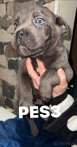 Cane corso - 4