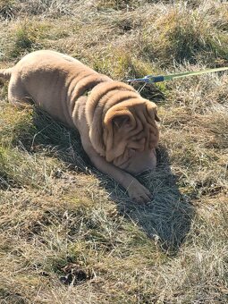 Shar-pei - 4