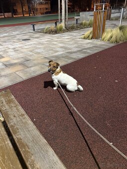 Jack russel - 4