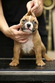 AMERICAN BULLY - 4