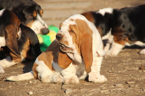 Basset Hound - šteniatka s PP zo zahraničného krytia - 4