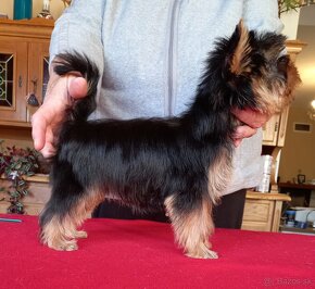 YORKSHIRE TERRIER  s PP - 4