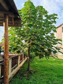 Paulownia Agát Obelisk a iné - 4