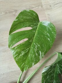 Monstera Albo Variegata - vrchol - 4