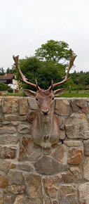 Preparace daňků,trofej, paroží. - 4