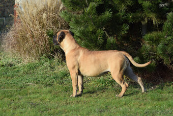 búrský buldok- boerboel-feny-garance zdravých kloubů - 4