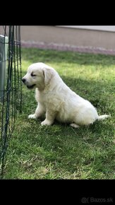 Zlaty retriever-Golden retriever - 4