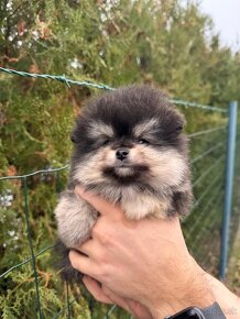 Špic Pomeranian čierno pálený - 4