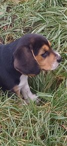 Šteniatka beagle - 4