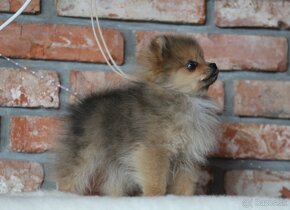 Pomeranian - 4