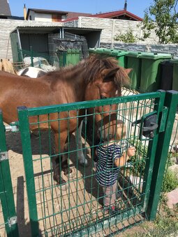 Welsh pony valach na predaj - 4