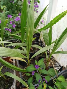 Palma Washingtonia Robusta - 4