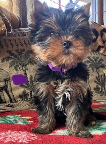 Yorkshire terrier s PP, York, Jork FCI - 4