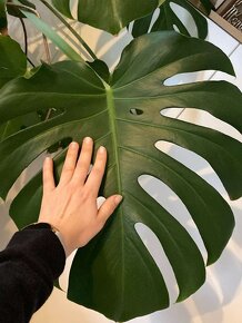 15 ročná Monstera Deliciosa - 4