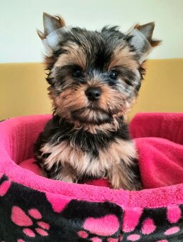 YORKSHIRE TERRIER - 4