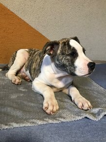 Americký stafordšírský teriér, Amstaff, Staford - 4