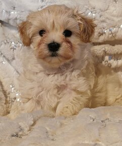 Maltipoo - 4