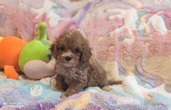 Mini cavapoo - 4