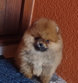 Nemecky spic pomerania - 4