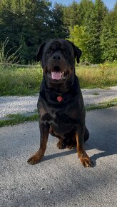 rottweiler - 4