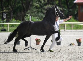 7 rocna drezúrna frízska kobyla STER - 4