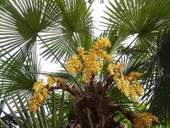 Palmové semená . Trachycarpus fortunei - 4