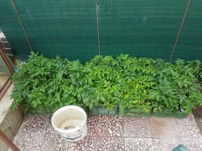 Predaj priesady/sadenice/planty paradajka, paprika, uhorka - 4