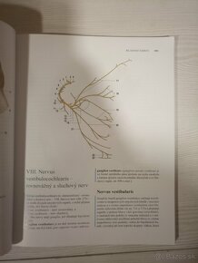 Anatómia/medicína - 1.ročník - 4