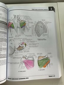 Netterov vyfarbovací anatomický atlas - 4