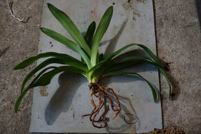 Paphiopedilum Mrs. White - 4