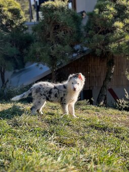 Border kólia - blue merle - 4