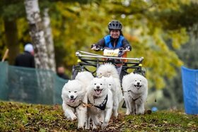 SAMOJED štěňátka s PP rezervace jaro 2025 - 4